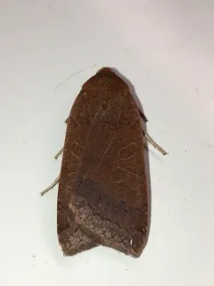 Roadside Sallow thumbnail 2