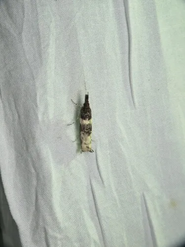 Clouded Veneer Moth