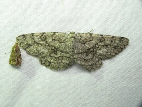 Umber Moth