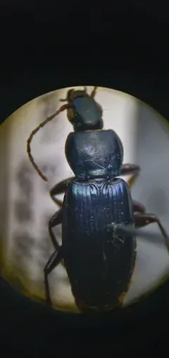Poecilus scitulus thumbnail 3