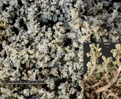 White Dust Lichen thumbnail 1
