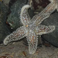 Common Sea Star thumbnail 2