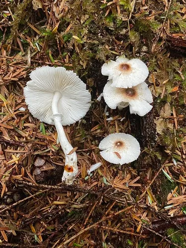 Lepiota oculata