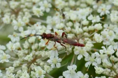 Jethsura pyriformis thumbnail 3
