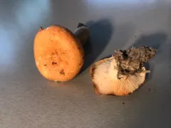 Lactarius zonarioides thumbnail 2