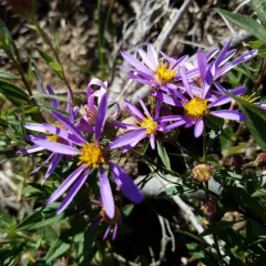Cascade aster thumbnail 1