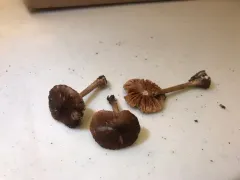 Pluteus elaphinus thumbnail 3