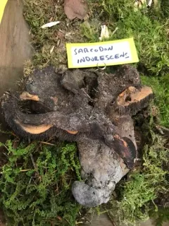 Sarcodon indurescens thumbnail 2