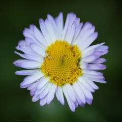 Alice Eastwood's fleabane thumbnail 3