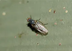 Tephrochlamys rufiventris thumbnail 4