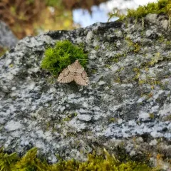 Juniper Carpet thumbnail 3