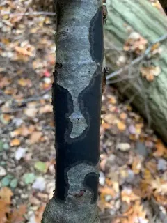 Beech Tarcrust thumbnail 2