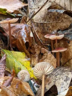 Mycena atkinsoniana thumbnail 2