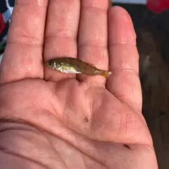 Yellow Perch thumbnail 3