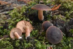 Lactarius atrobadius thumbnail 1