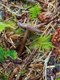 Phaeocollybia fallax thumbnail 2