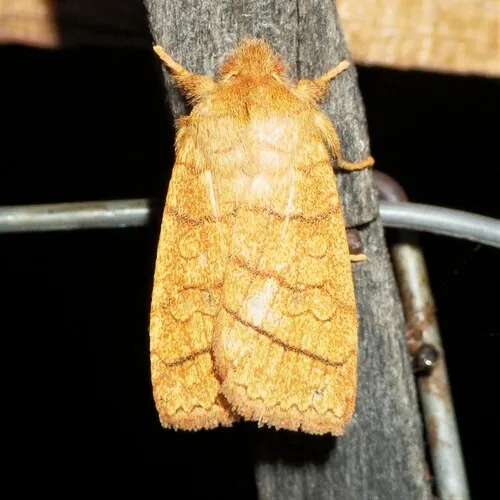 Mustard Sallow