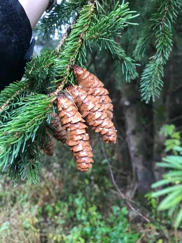 Oriental spruce