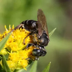 Tachytes pennsylvanicus thumbnail 4