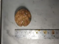 Brisaster fragilis thumbnail 2
