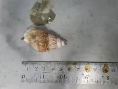bluish whelk thumbnail 3