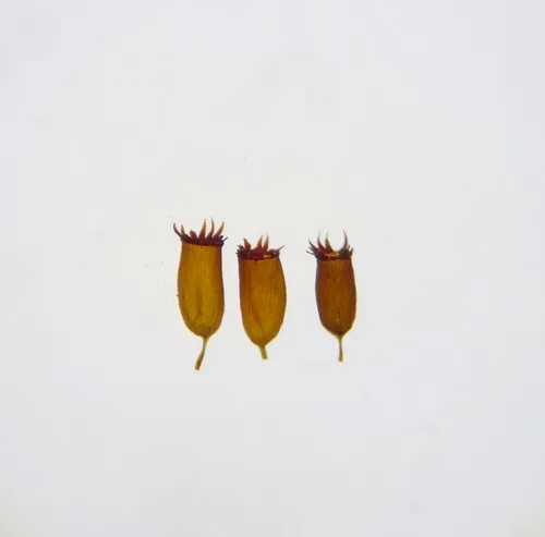Schistidium viride