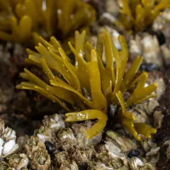 Little Rockweed thumbnail 3