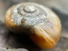 Pinhead Spot Snail thumbnail 3