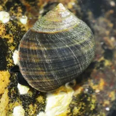 Common Periwinkle thumbnail 2