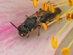 Hylaeus affinis thumbnail 1