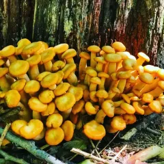 Eastern American jack-o'-lantern thumbnail 2