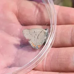 Acadian Hairstreak thumbnail 3