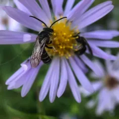 Orange-legged Furrow Bee thumbnail 3