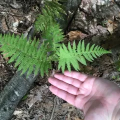 New York fern thumbnail 3