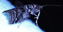 Pyla insinuatrix thumbnail 4