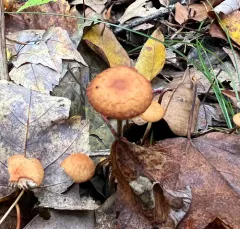 Hairy Long Stem Marasmius thumbnail 2