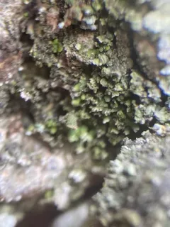 Waynea californica thumbnail 2