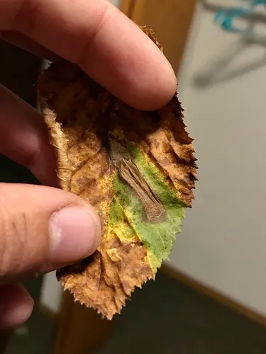 ironwood leafminer