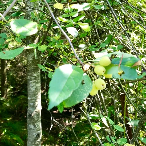 Pacific Crab Apple