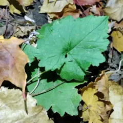 Nettle-leaved Bellflower thumbnail 4