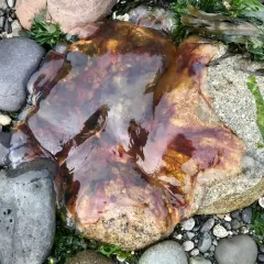Pacific Lion's Mane Jelly thumbnail 1
