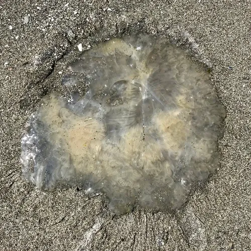 Egg-yolk Jelly