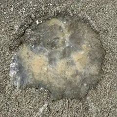 Egg-yolk Jelly thumbnail 1