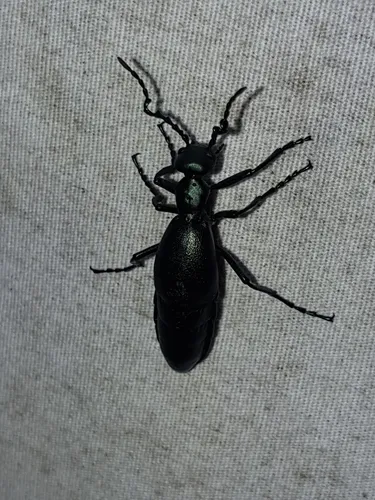 Buttercup Oil Beetle
