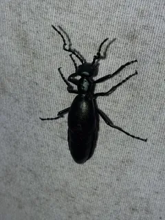 Buttercup Oil Beetle thumbnail 1
