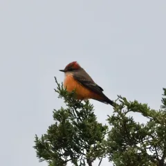 Vermilion Flycatcher thumbnail 4