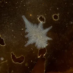 Hairy Sea-mat thumbnail 3