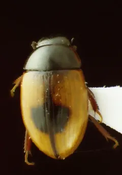 Cercyon unipunctatus thumbnail 2
