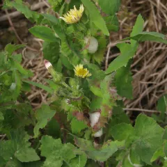 Common Sow-thistle thumbnail 4