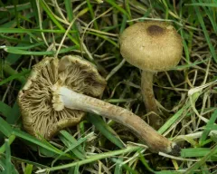split fibrecap thumbnail 2